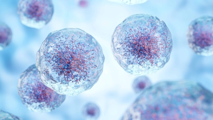 White blood cells.